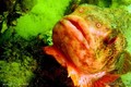 scuba diving photo