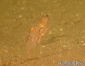 scuba diving photo