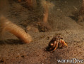 scuba diving photo
