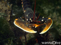 scuba diving photo
