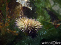 scuba diving photo