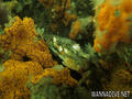 scuba diving photo