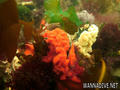 scuba diving photo