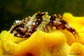 scuba diving photo