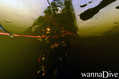 scuba diving photo
