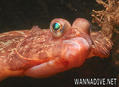 scuba diving photo