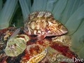 scuba diving photo