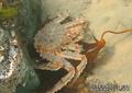 scuba diving photo