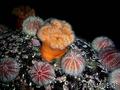 scuba diving photo
