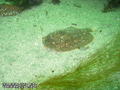 scuba diving photo