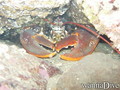 scuba diving photo