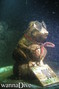 scuba diving photo