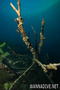 scuba diving photo