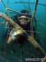 scuba diving photo