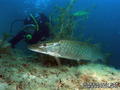 scuba diving photo