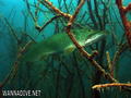 scuba diving photo