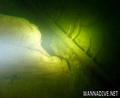 scuba diving photo