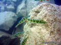 scuba diving photo
