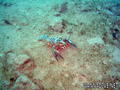 scuba diving photo
