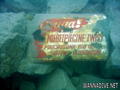 scuba diving photo