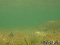 scuba diving photo
