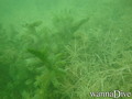 scuba diving photo