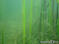 scuba diving photo