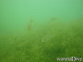 scuba diving photo