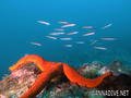 scuba diving photo