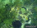 scuba diving photo