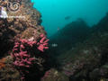 scuba diving photo