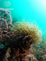 scuba diving photo