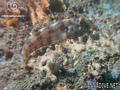 scuba diving photo