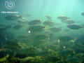scuba diving photo