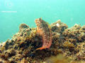 scuba diving photo