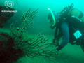 scuba diving photo