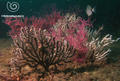 scuba diving photo