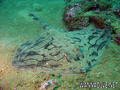 scuba diving photo