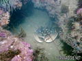 scuba diving photo
