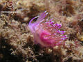 scuba diving photo