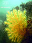 scuba diving photo
