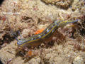 scuba diving photo
