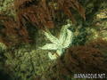 scuba diving photo