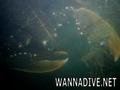 scuba diving photo