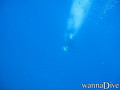 scuba diving photo