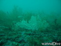 scuba diving photo