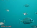 scuba diving photo