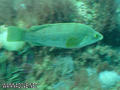 scuba diving photo