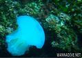 scuba diving photo