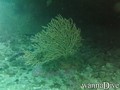 scuba diving photo